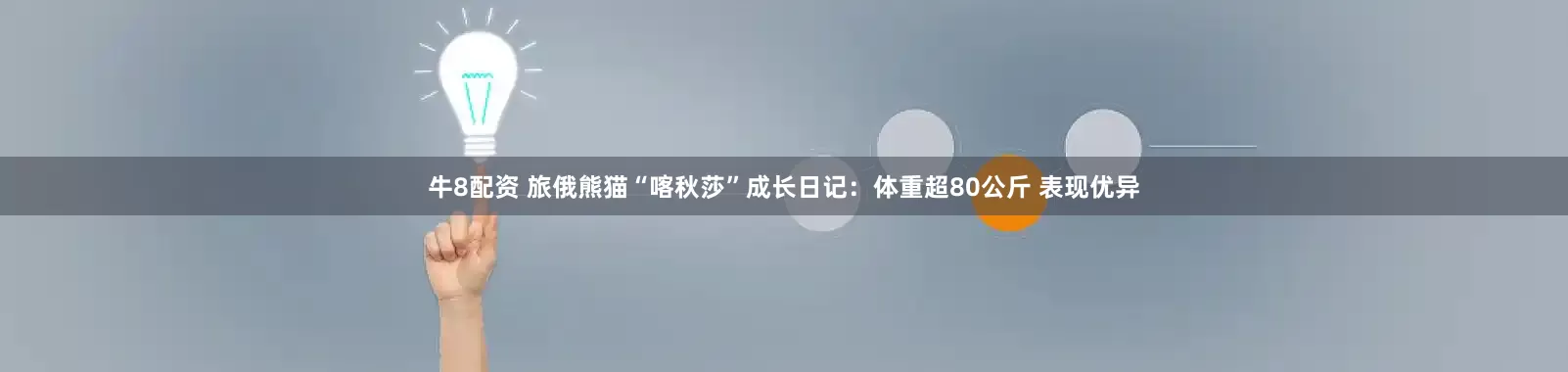 牛8配资 旅俄熊猫“喀秋莎”成长日记：体重超80公斤 表现优异